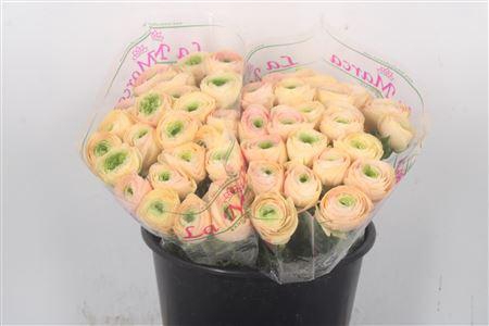 <h4>Ran.. Su Tuareg Extra</h4>