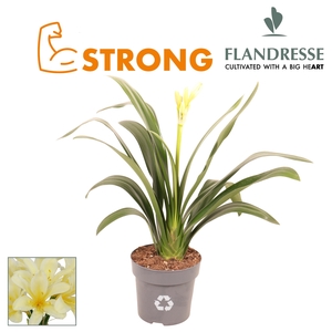 Clivia Flandresse® Strong! Yellow