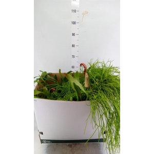 Rhipsalis   ...mix