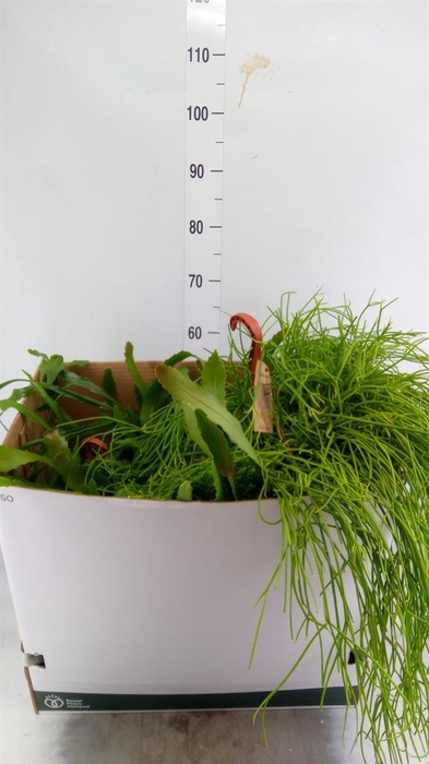<h4>Rhipsalis   ...mix</h4>