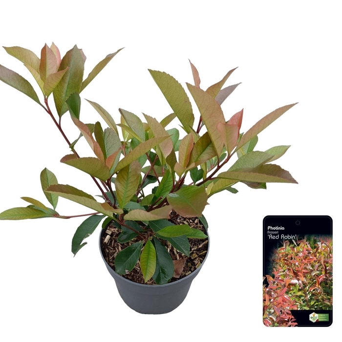<h4>Photinia fras. 'Red Robin'</h4>