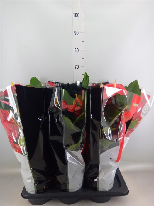 <h4>Anthurium andr. 'Oklahoma'</h4>