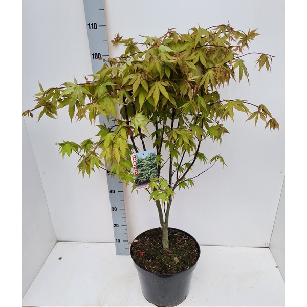 <h4>Acer palmatum 'Osakazuki'</h4>