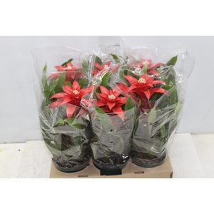 GUZMANIA VERMELHA P12