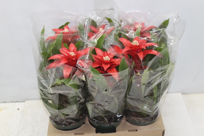 <h4>GUZMANIA VERMELHA P12</h4>