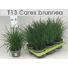 Carex Brunnea