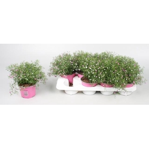 GYPS MURALIS GEM POT