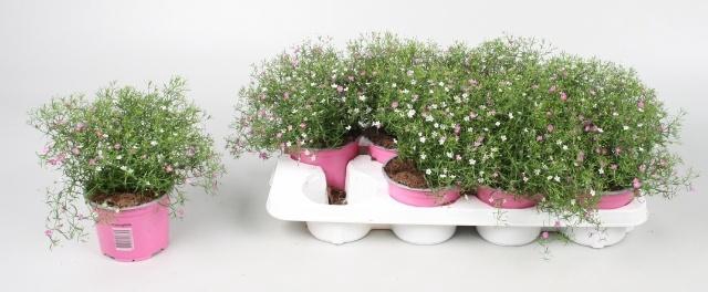 <h4>GYPS MURALIS GEM POT</h4>