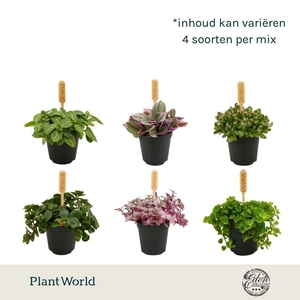 kamerplanten