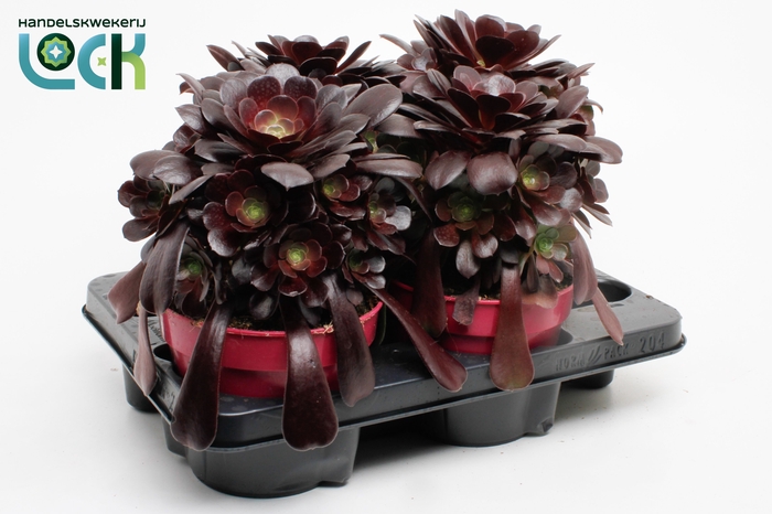 <h4>Aeonium Arboreum</h4>
