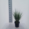 Molinia caerulea Heidebraut