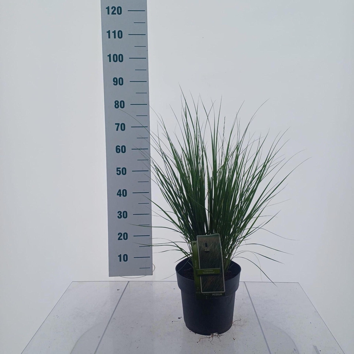 Molinia caerulea Heidebraut