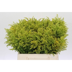 Solidago Tara Gold