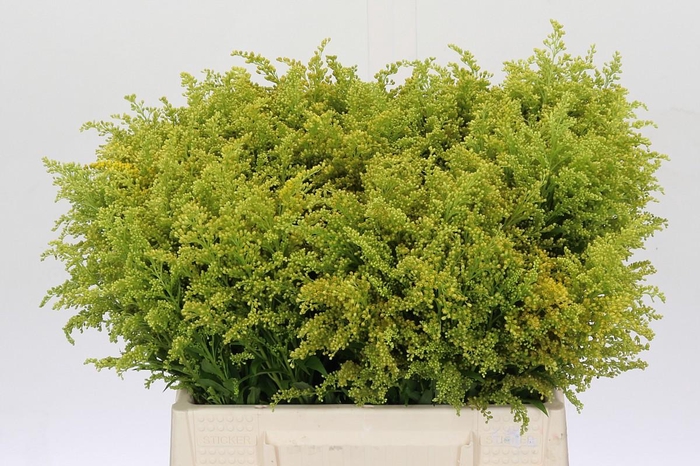 <h4>Solidago Tara Gold</h4>