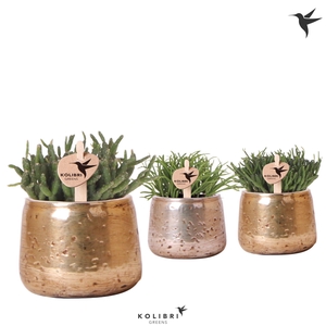 Kolibri Greens Rhipsalis mix in Luxury pot mix