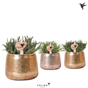 Kolibri Greens Rhipsalis mix in Luxury pot mix