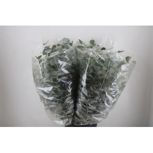 Euca Cinerea 200gr P Bunch