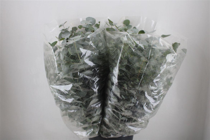 <h4>Euca Cinerea 200gr P Bunch</h4>