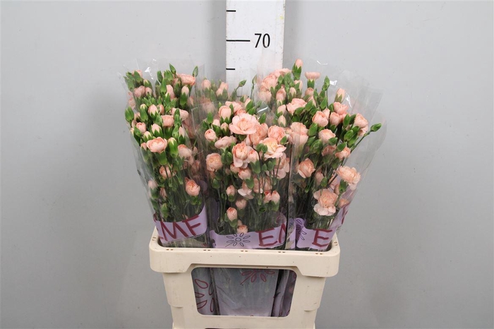 <h4>Di Tr Hamada</h4>