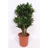 Dracaena Compacta