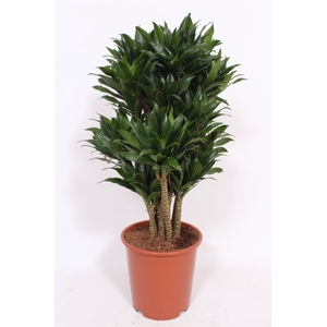 Dracaena Compacta