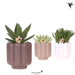 Kolibri Greens Succulenten mix in Retro pot sand mix