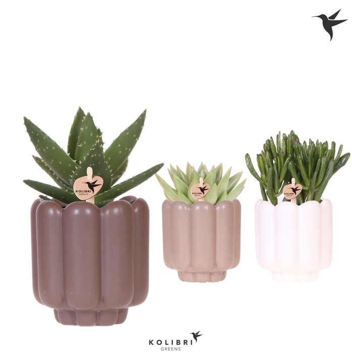 <h4>Kolibri Greens Succulenten mix in Retro pot sand mix</h4>