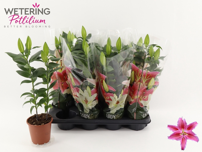 <h4>LIL OR SUN MARTINIQU</h4>