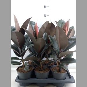 Ficus elastica 'Abidjan'