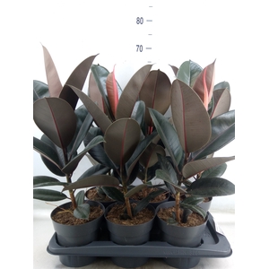 Ficus elastica 'Abidjan'