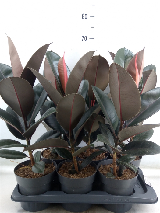 <h4>Ficus elastica 'Abidjan'</h4>
