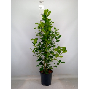 Ficus microcarpa 'Moclame'