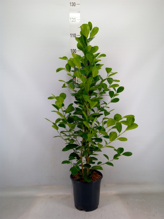 <h4>Ficus microcarpa 'Moclame'</h4>