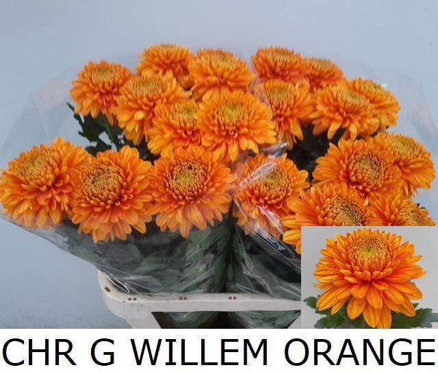 <h4>CHR G WILLEM ORANGE</h4>
