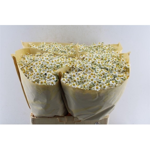 Tanacetum Pa Cameron