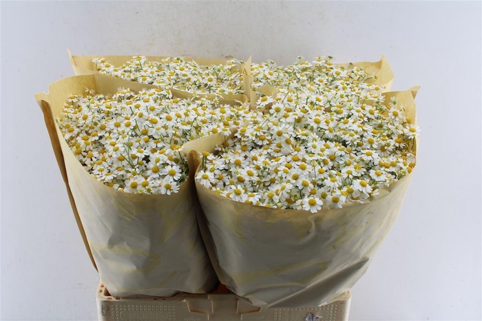 <h4>Tanacetum Pa Cameron</h4>