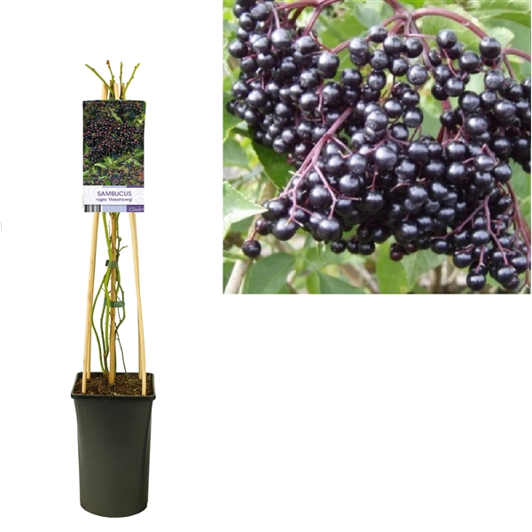 Sambucus nigra 'Haschberg' +light label