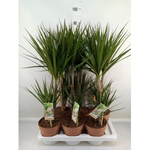 Dracaena marg.