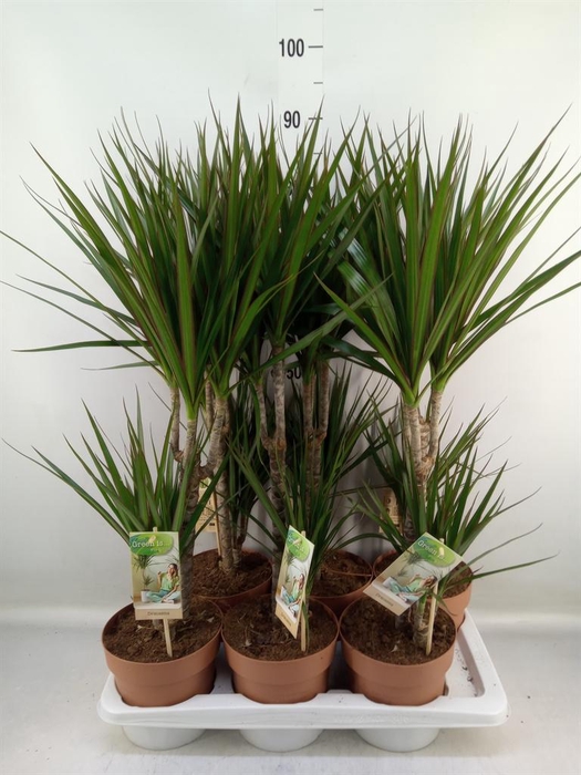 <h4>Dracaena marg.</h4>