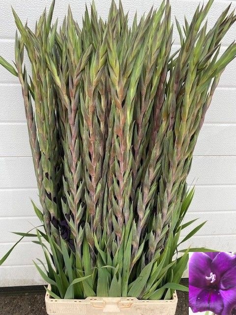 <h4>GLAD GR PURPLE FLORA</h4>