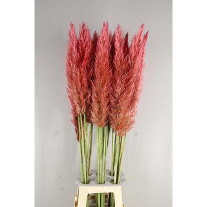 Cortaderia Selloana Dark Pink