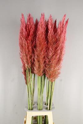 Cortaderia Selloana Dark Pink