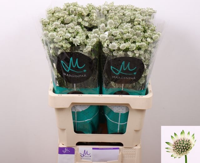 <h4>ASTR BILLION STARS</h4>