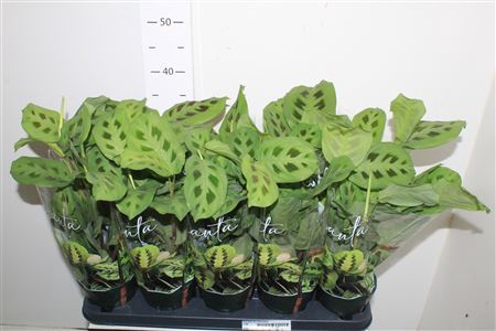 <h4>Maranta Kerchoveana</h4>