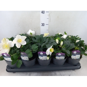 Helleborus niger 'Christmas Carol'