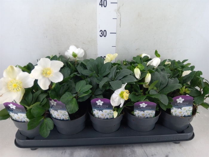 <h4>Helleborus niger 'Christmas Carol'</h4>