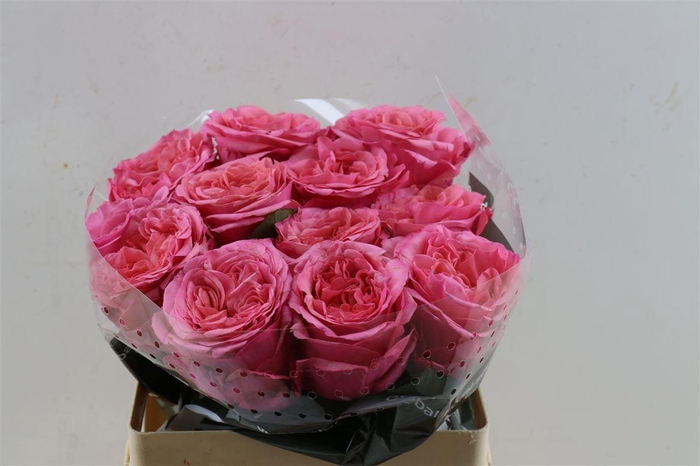 <h4>R Gr Get Lucky</h4>