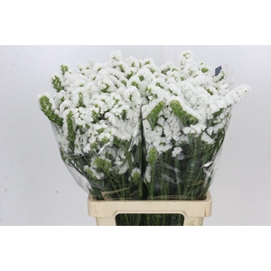 Limonium Sinuatum White