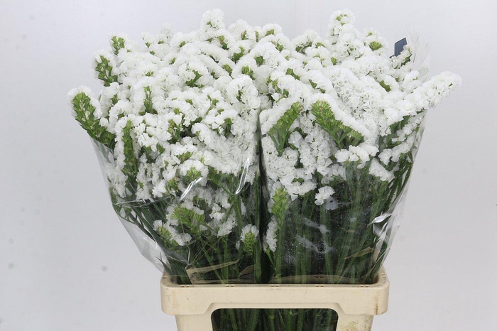 <h4>Limonium Sinuatum White</h4>