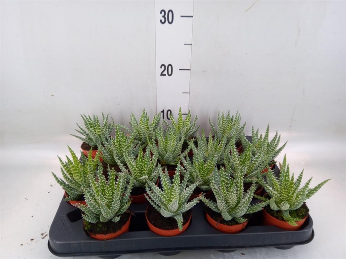 <h4>Aloe humilis</h4>